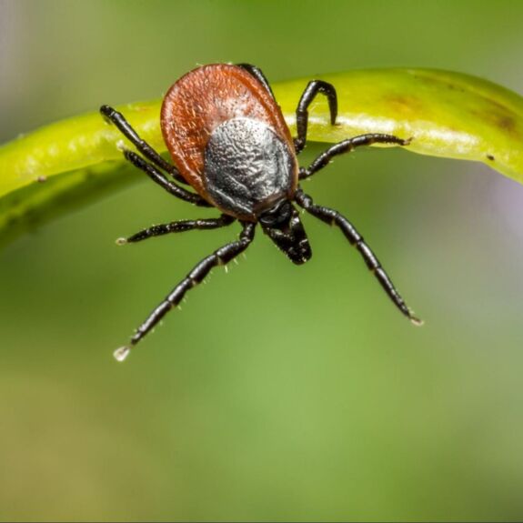 Un exemple du type de parasite que l’on peut retrouver dans les cours résidentielles au Québec. Cette image illustre l’importance d’un traitement préventif contre les tiques.