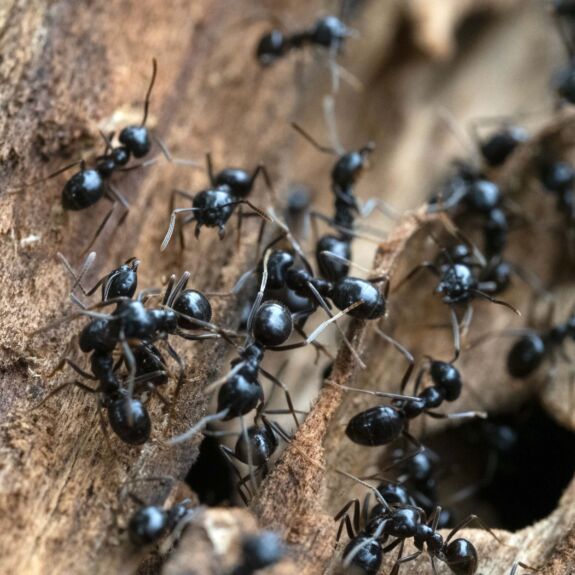 Infestation de fourmis charpentières dans le bois nécessitant un traitement VEXT professionnel.