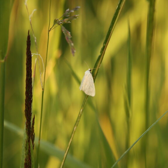Papillon de nuit blanc posé sur un brin d’herbe, représentant la pyrale des prés, un insecte nuisible qui peut causer des dommages importants aux pelouses.