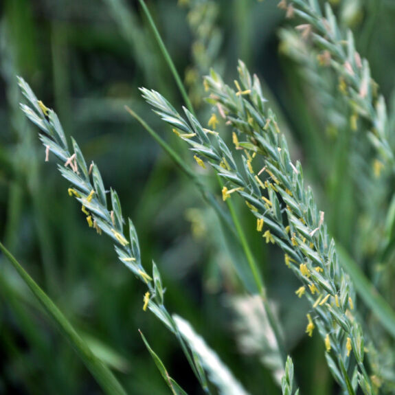 Gros plan sur des graines de chiendent, une mauvaise herbe courante qui envahit les pelouses et jardins.