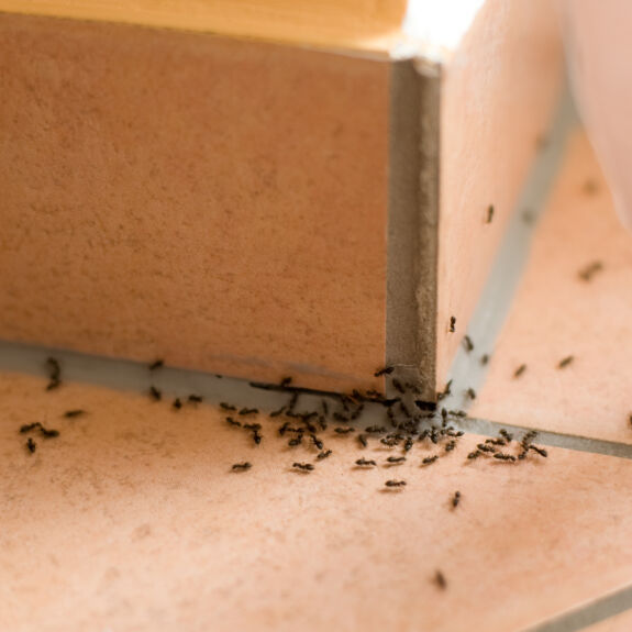 Groupe de fourmis envahissant un coin de carrelage intérieur, illustrant l'importance d’un service de protection contre les nuisibles dans les habitations.