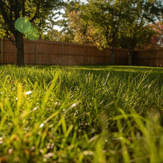 Pelouse verdoyante et bien entretenue sous un soleil éclatant, illustrant les effets d’une bonne fertilisation de pelouse. L’herbe dense et d’un vert intense témoigne des bienfaits de fertiliser son gazon régulièrement. En arrière-plan, une clôture en bois et des arbres offrent un cadre naturel, soulignant l'importance d’un entretien saisonnier pour un gazon en santé.