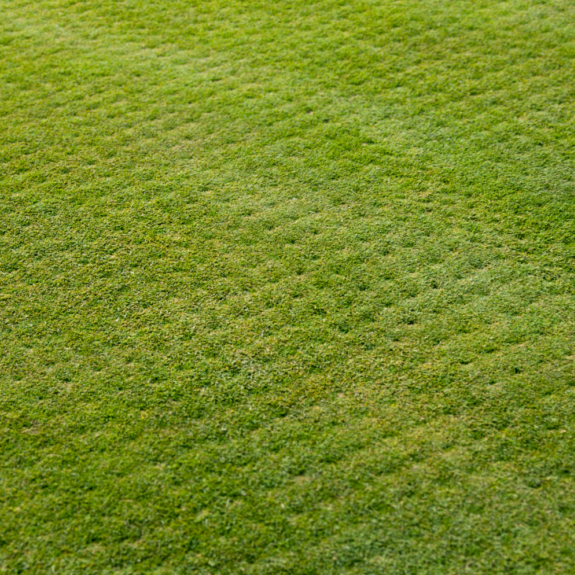 Gazon fraîchement aéré avec des perforations visibles sur toute la surface, facilitant la circulation de l'air, de l'eau et des nutriments pour un gazon plus vert et en meilleure santé. L’herbe présente une texture uniforme, signe d’un entretien efficace.