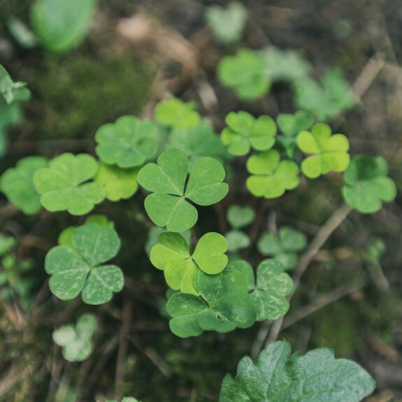 Photo d’un plant d'oxalide d'Europe, une petite plante aux feuilles en forme de cœur qui pousse dans les pelouses et espaces verts.