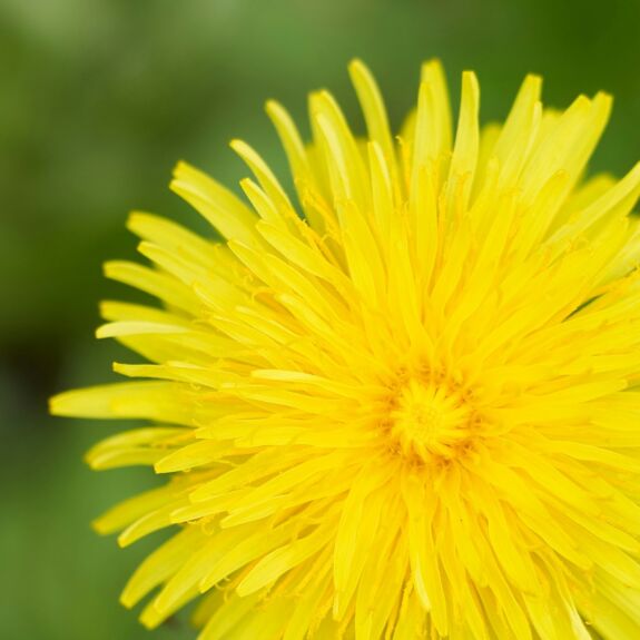 Gros plan sur une fleur de pissenlit, une mauvaise herbe envahissante aux nombreux pétales jaunes.