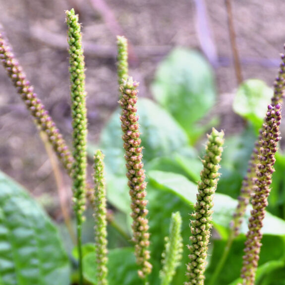 Gros plan sur les fleurs élancées et les graines de plantain, une plante courante des pelouses et prairies.