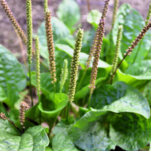 Photo d’un plant de plantain mettant en valeur ses feuilles nervurées et ses inflorescences élancées caractéristiques.