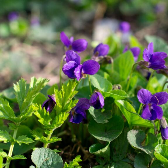 Photo d’un plant de violette sauvage mettant en valeur ses feuilles en forme de cœur et ses fleurs violettes délicates.