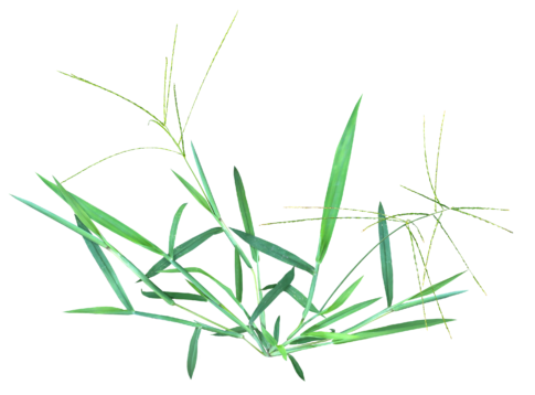 Montage mettant en avant la digitaire, une mauvaise herbe annuelle reconnaissable à ses tiges étalées et ses inflorescences en forme de doigts.