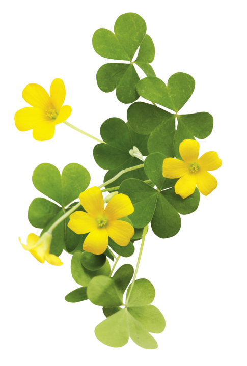 Montage d'un plant d'oxalide d'Europe, avec ses feuilles en forme de cœur et ses délicates fleurs jaunes.