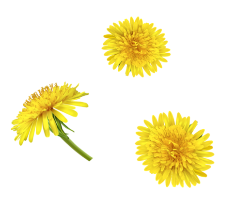 Montage de pissenlit mettant en valeur trois fleurs jaunes avec leurs pétales bien ouverts.