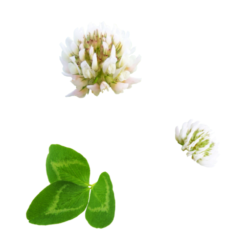 Montage de trèfle blanc mettant en valeur deux fleurs blanches et des feuilles vertes caractéristique.