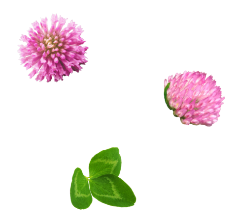 Montage de trèfle rouge mettant en valeur deux fleurs roses et des feuilles vertes caractéristique.